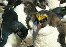 A rockhopper (left) and a macaroni on Pebble Island