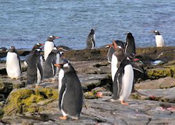 Gentoo Penguins at Gladstone Bay, Port Howard, The Falkland Islands