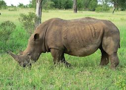 Rhino, Greater Kruger Park