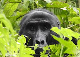 Silverback gorilla in Bwindi Impenetrable Forest test