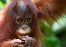 Baby Orangutan at the sanctuary