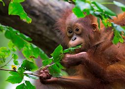 Baby orangutan at the Sanctuary