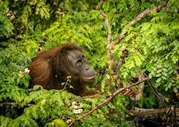 Orangutan in the canopy
