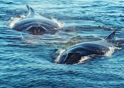 Humpback Whales, Bay of Fundy