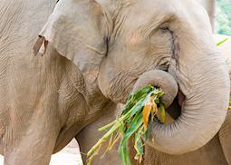 Asian elephant, Thailand 