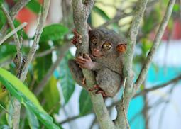 Tarsier lemur, Bohol