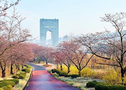 Gyeongju in the cherry blossom