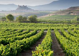 Vineyard, La Rioja