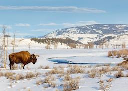 Bison in Yellowstone in the winter
