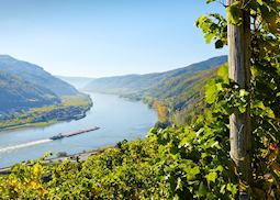 Views of the Danube River through Wachau vineyards