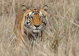 Tiger in the grass at Kanha National Park