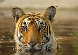 Tiger in Ranthambore National Park