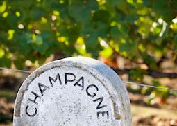 Champagne grapes on the vine