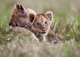 Lion cubs in the Masai Mara