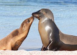 Sea lions in the Galapagos