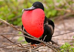 Frigate bird in the Galapagos