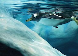 Gentoo penguin in Antarctica