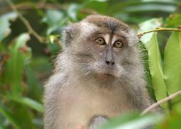 Crab-eating macaque in Sabah