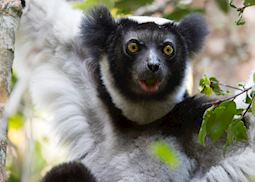 Indri in eastern Madagascar
