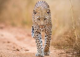 Leopard in Kruger National Park