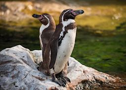 Penguins in the Otago Peninsula