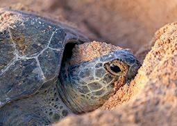 Turtle nesting at Ras Al Jinz