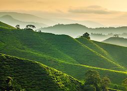 Tea plantation in the Cameron Highlands