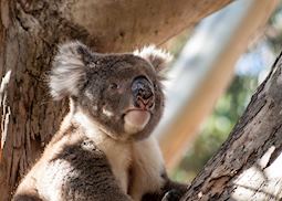 Koala on Kangaroo Island