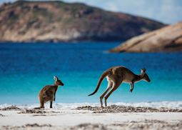 Kangaroos at Lucky Bay, Cape Le Grand National Park