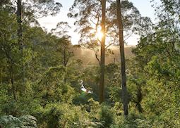 Karri Forest, Pemberton