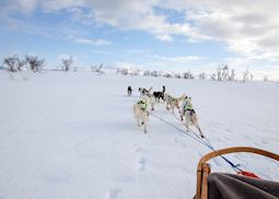 Huskies pulling sled through fresh snow