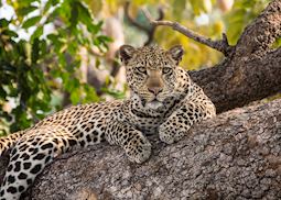 Leopard in the Serengeti National Park, Tanzania