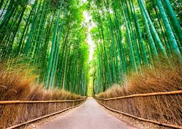 Arashiyama Bamboo Grove