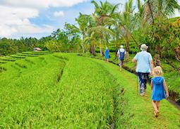Family walking in the rice terraces, Bali