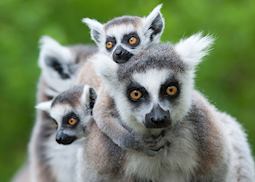 Family of ring-tailed lemurs