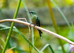 Hummingbird in the Cocora Valley