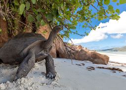 Aldabra tortoise, La Digue