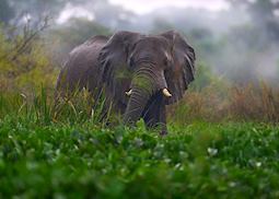 Elephant in Murchison Falls National Park
