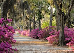 Live oaks and azaleas in Savannah