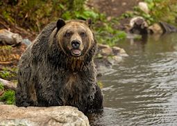 Grizzly bear, Bella Coola