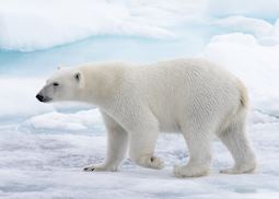 Polar bear, Barrow, Alaska