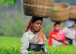 Tea pickers in Assam