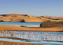 Pelican Point, Namibia