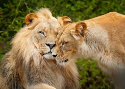 Lion and lioness, Chobe National Park