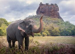 Elephant near Sigiriya Rock
