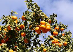 Orange tree, Mallorca