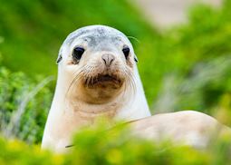 Australian sea lion pup