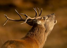 Stag, Isle of Harris (credit: Rob Howard Photography)