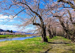Cherry blossom in Kakunodate