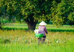 Farmer cycling past a rice field, Chau Doc
